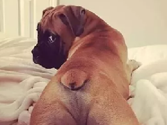 狗子搞笑图片 听说你们都喜欢大