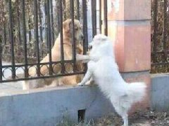 这两个狗在偷情吗