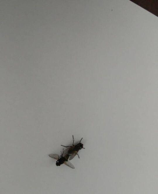 这逗比苍蝇在XXOO吗