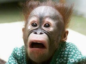 猩猩搞笑图 萌萌哒啊