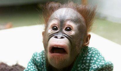 猩猩搞笑图 萌萌哒啊