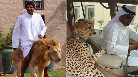 中东土豪就是牛 养狮子和豹子好任性