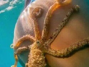 章鱼哥：终于抓到个妹子