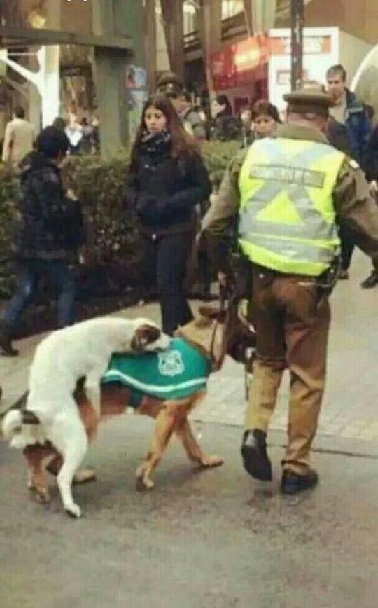 这算不算袭警。