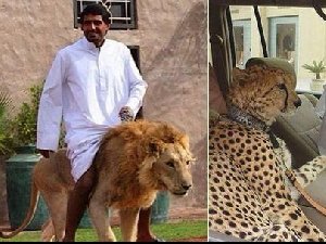 中东土豪就是牛 养狮子和豹子好任性