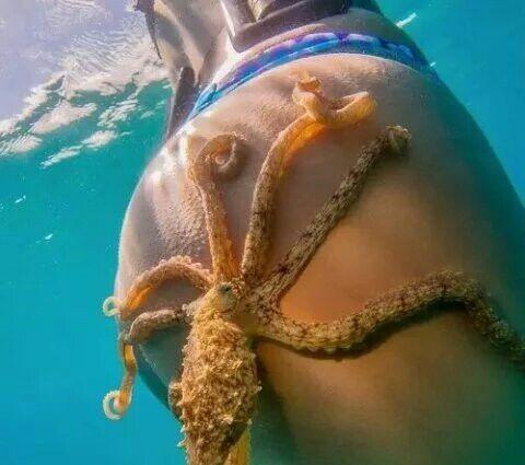 章鱼哥：终于抓到个妹子