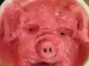 西瓜弄成这样 我也是佩服竟然是猪头