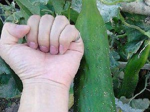 这个巨型黄瓜 姐们今晚有福了