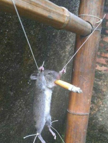 恶搞老鼠图 偷窃被抓到后