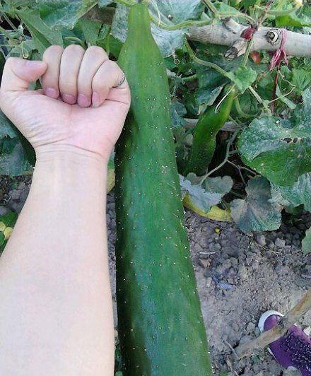 这个巨型黄瓜 姐们今晚有福了