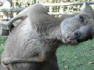 抢镜就这么容易