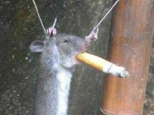 恶搞老鼠图 偷窃被抓到后