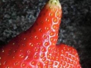 草莓自带点赞功能了